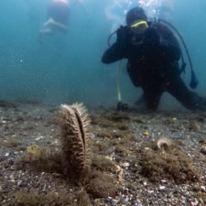 Çevre, Şehircilik ve İklim Değişikliği Bakanlığı Desteğiyle İki Büyük Proje Başlıyor: MAR-PİNA ve MAR-ÇAYIR